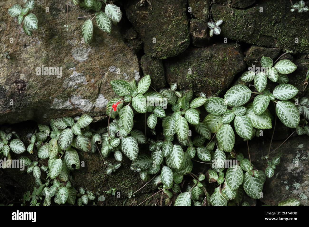 A white variegated leaves Episcia Cupreata plant with a tiny red flower is naturally grown on the surface of a rock wall Stock Photo