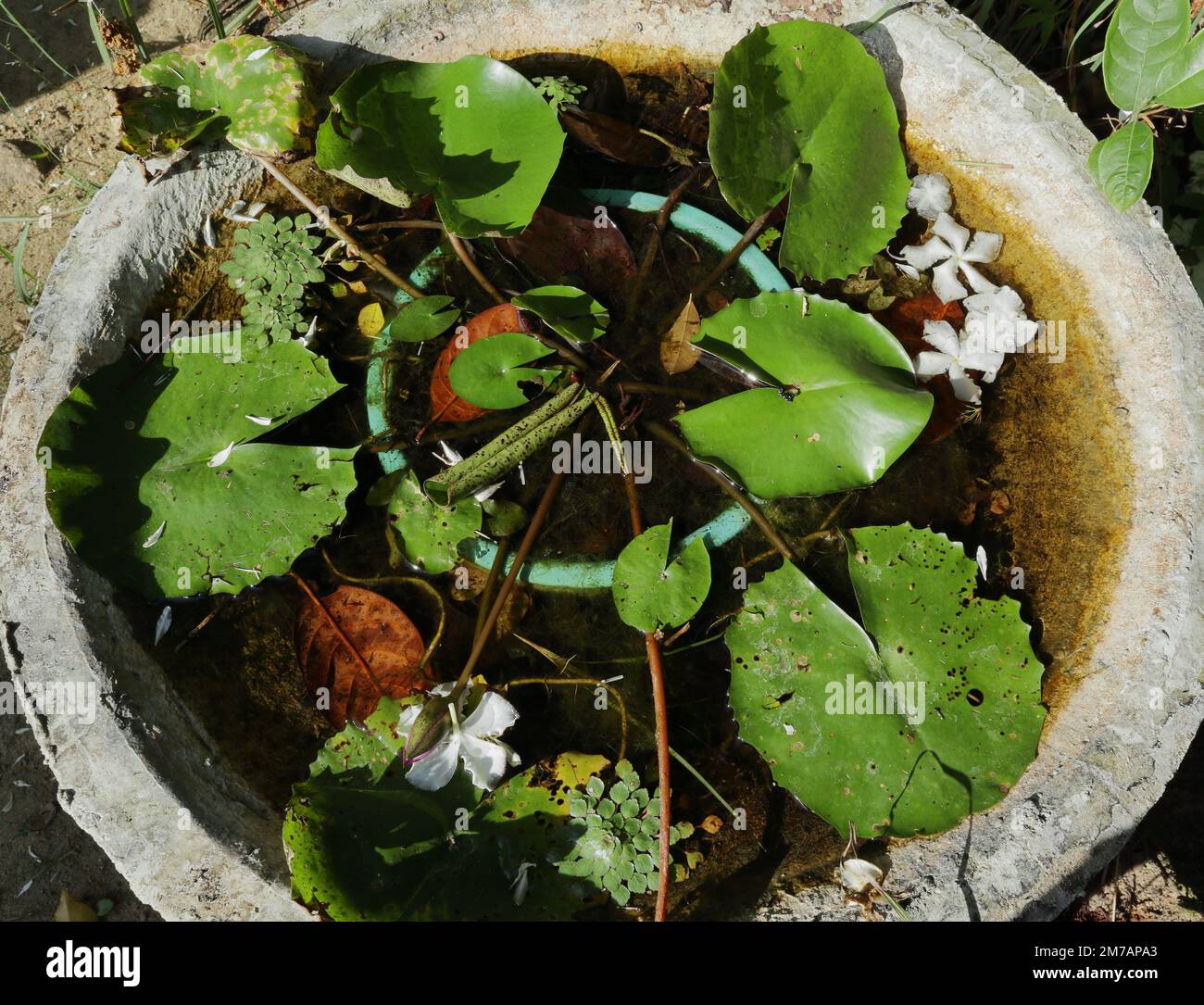 A blue water lily plant with small flower buds on small pond made from cement in the garden. The pond consists small Mosaic flower plant with algae Stock Photo