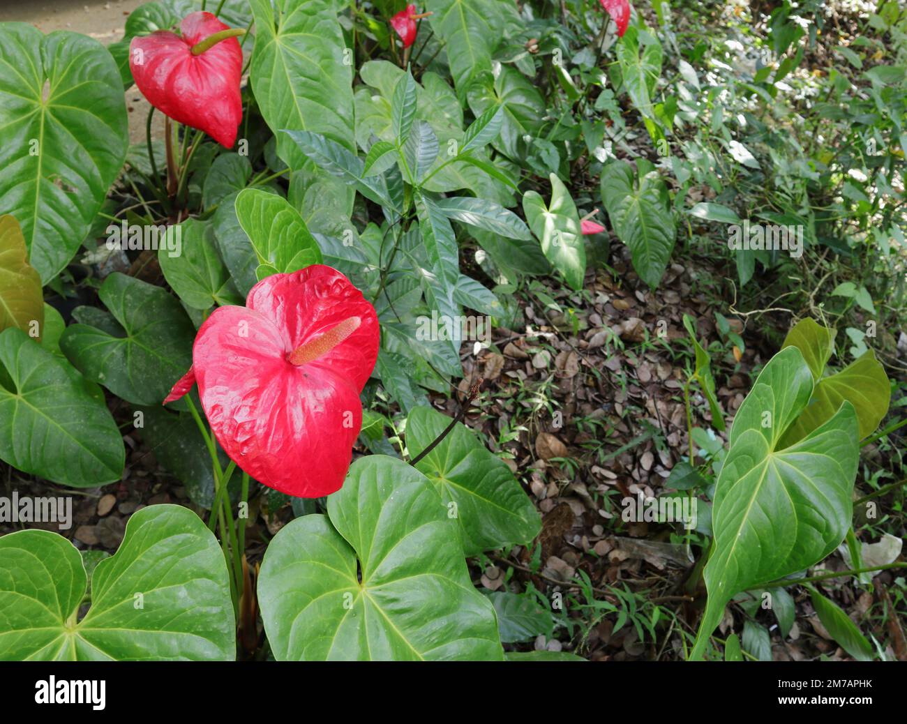 Angle view of a red Anthurium flower bloom in the home garden Stock Photo