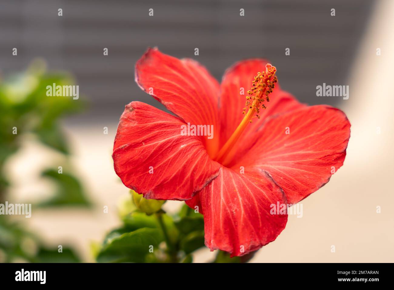 Closeup of bright red hibiscus flower growing in green garden against blurred background Stock Photo