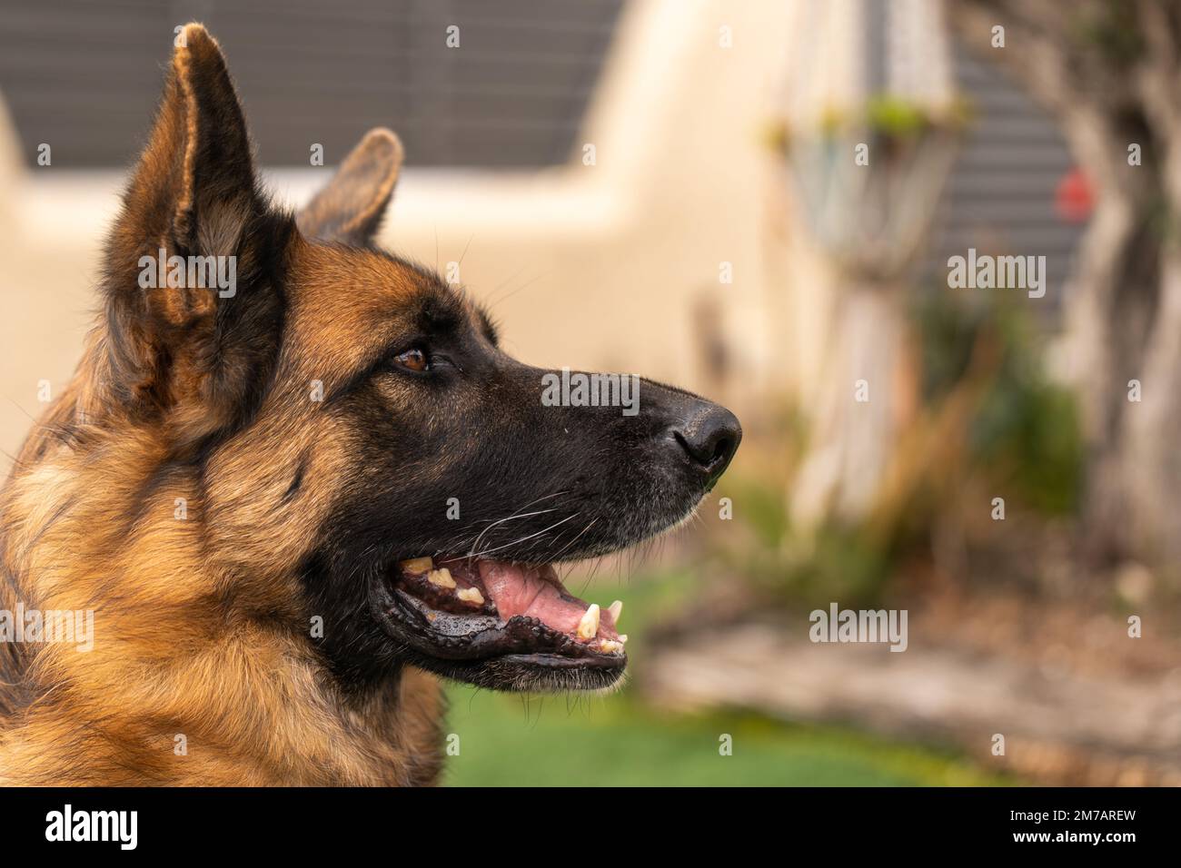 Side view of purebred German Shepherd dog with tongue out looking away