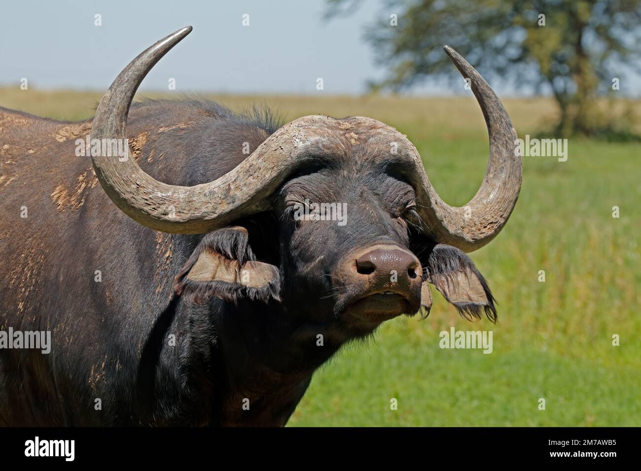 Portrait of an African or Cape buffalo (Syncerus caffer), South Africa ...