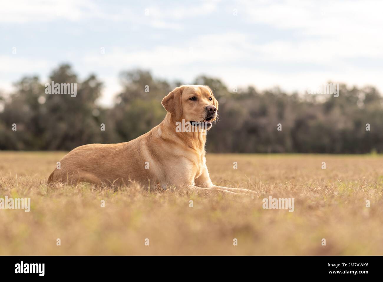 Yellow Labrador retriever in a field. Purebred lab enjoying the