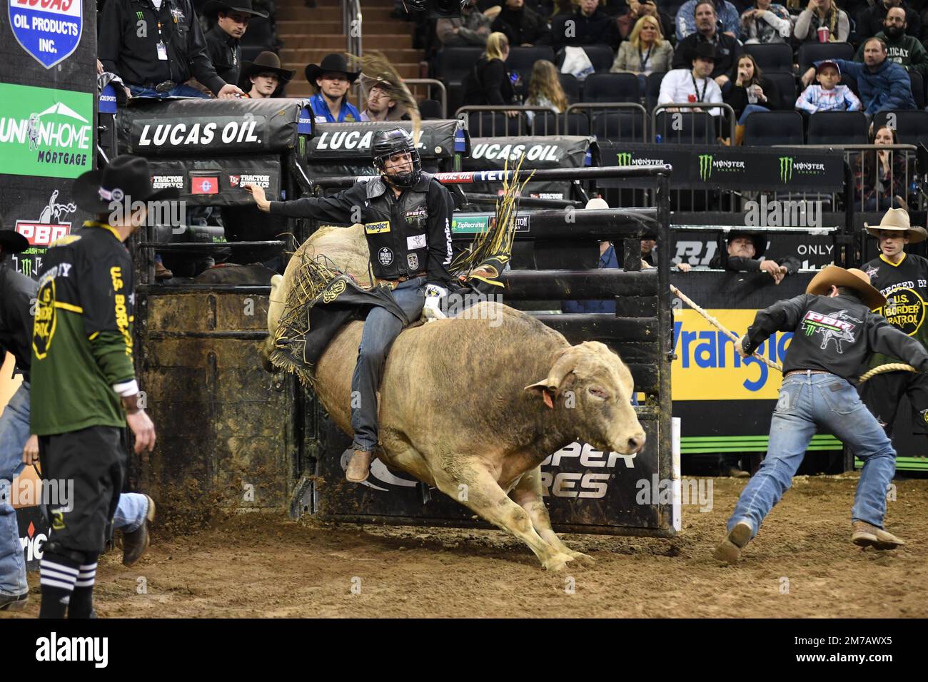 Professional Bull Rider Dener Barbosa rides bull Top Dollar during PBR  Monster Energy 'Buck Off' competition at Madison Square Garden, New York,  NY, January 8, 2023. PBR had its 30th anniversary season