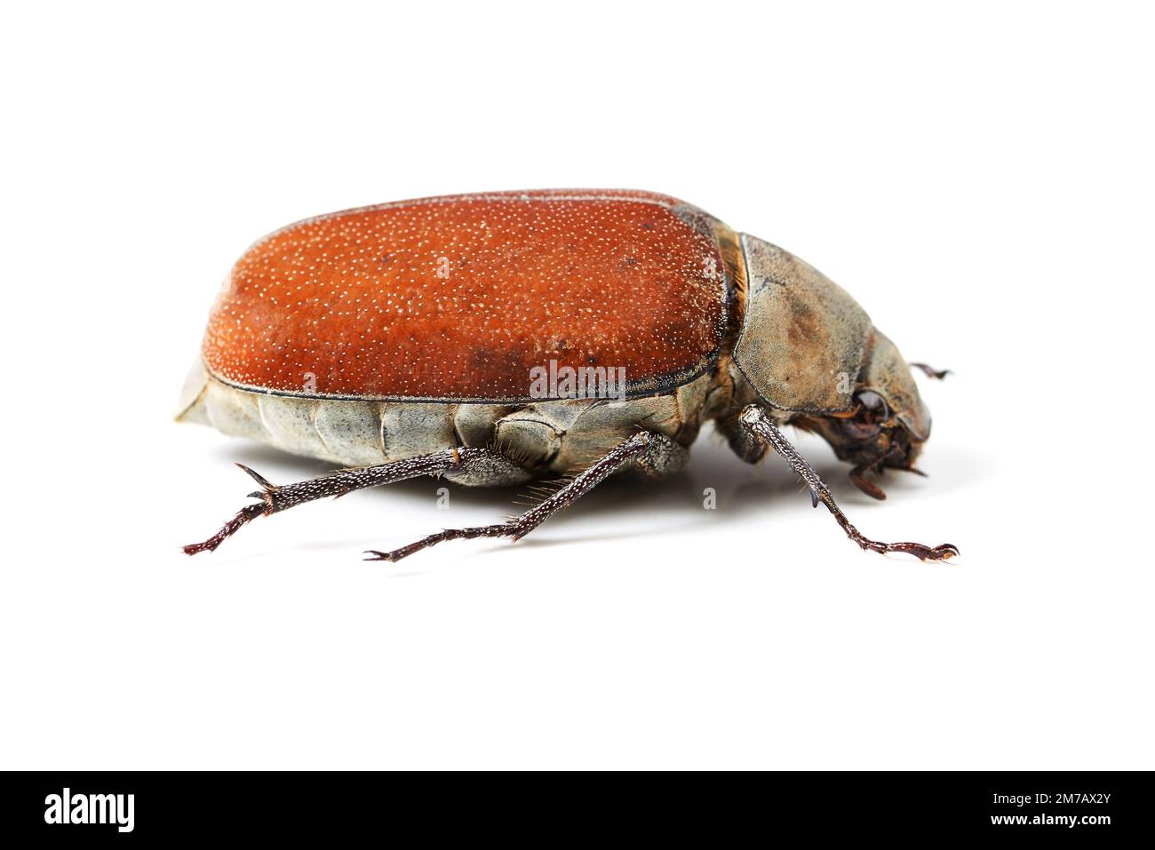 The beauty of beetles. Macro shot of a red and brown beetle isolated on white. Stock Photo