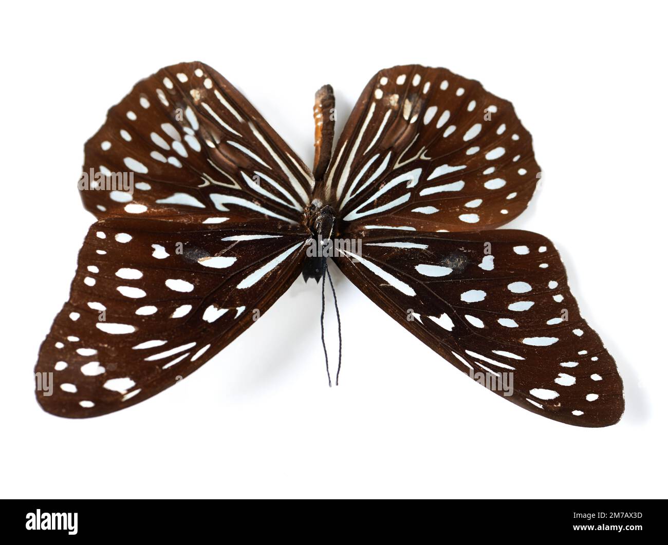 The fragile splendor of a butterfly. Studio shot of a butterfly with