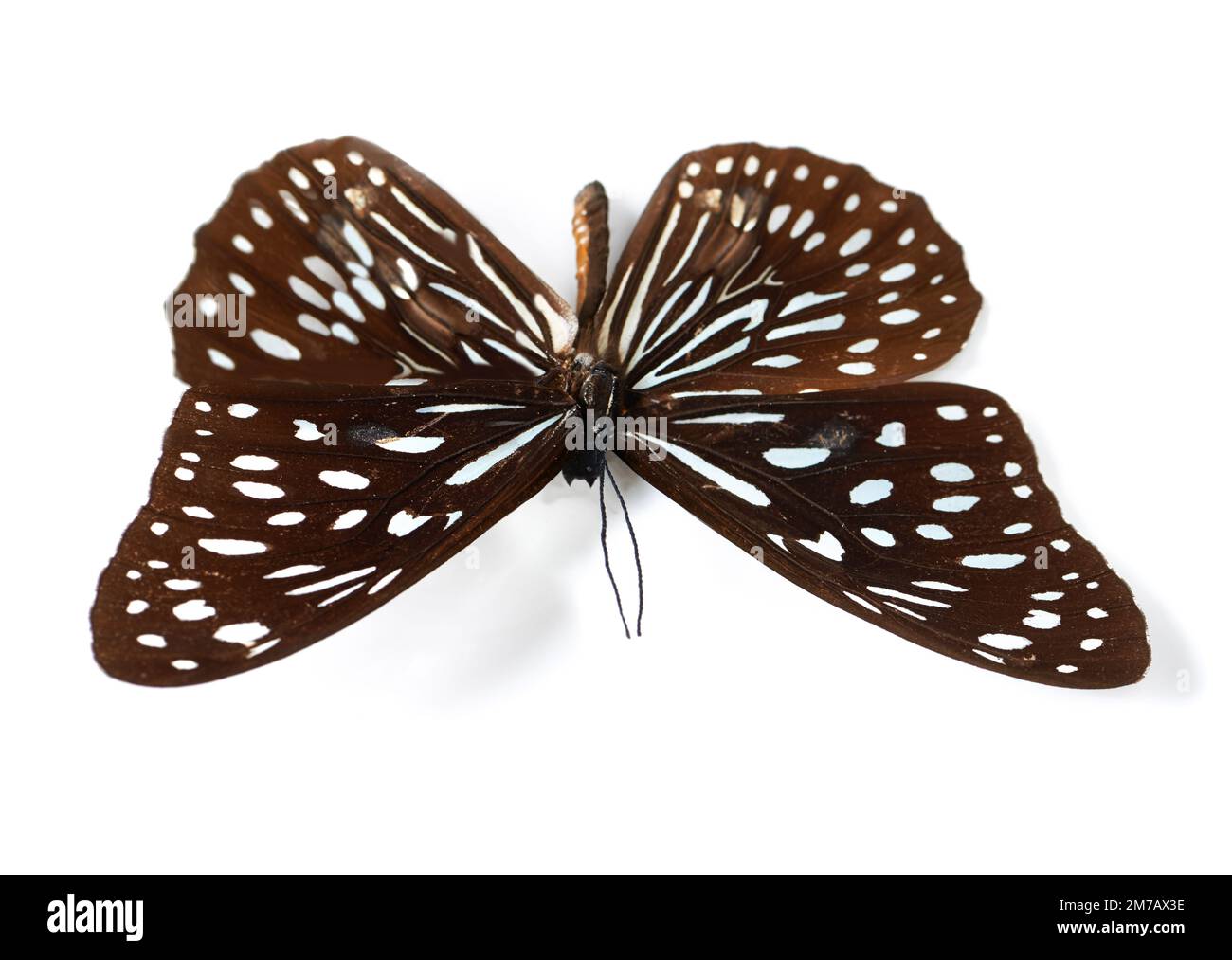 The fragile splendor of a butterfly. Studio shot of a butterfly with its wings spread out isolated on white. Stock Photo