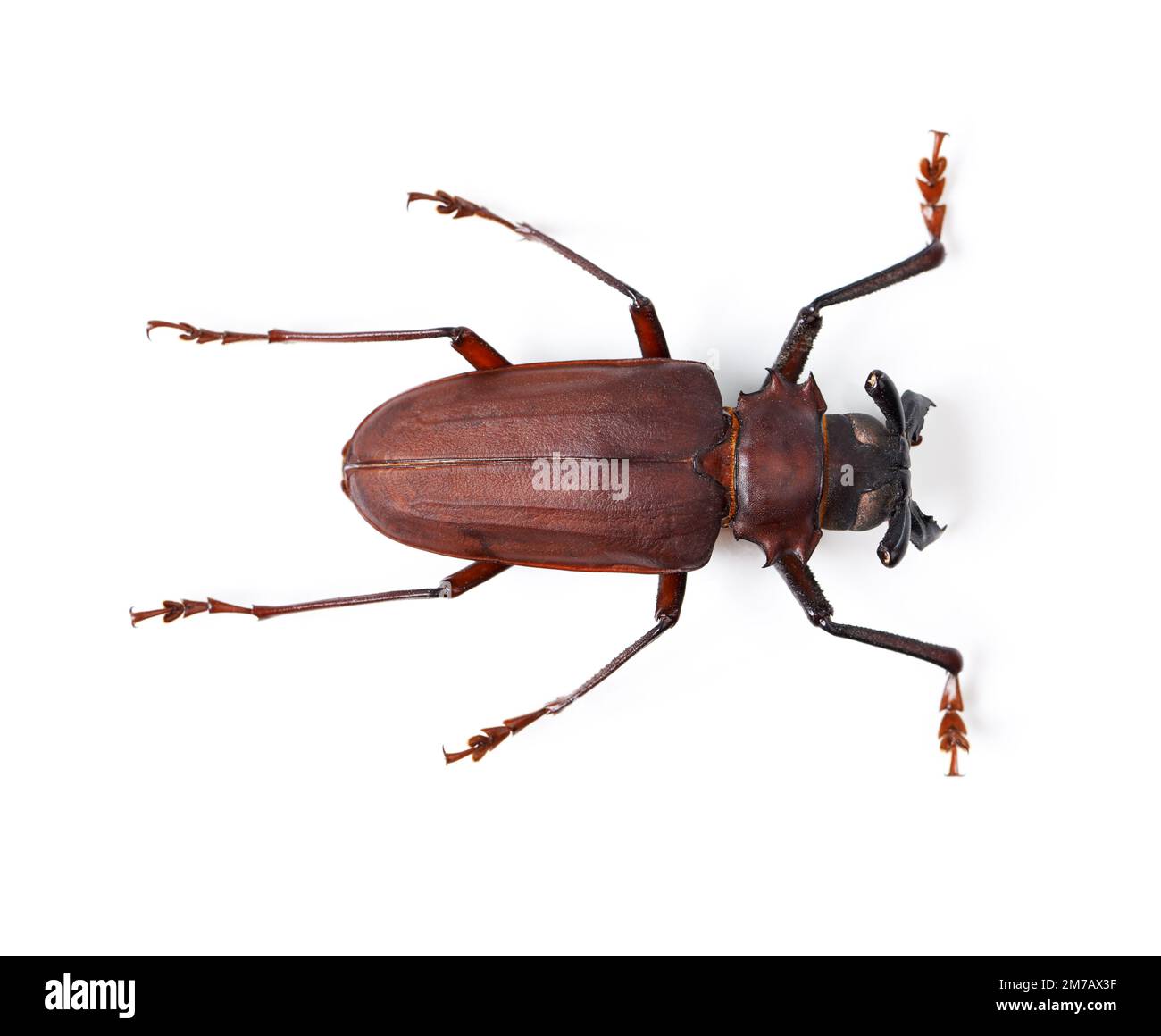 Bold and beautiful bugs. Studio shot of a red and black beetle isolated on white. Stock Photo