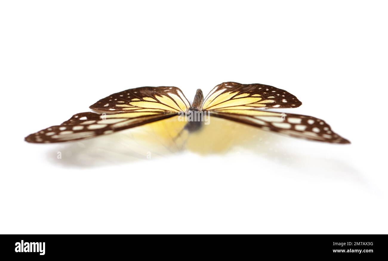 Butterfly on display. Studio shot of a butterfly with its wings spread out isolated on white. Stock Photo