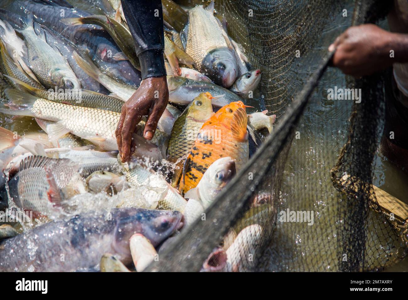 Different types of carp fish jumping inside a net while fishing in a fish farm at Khulna, Bangladesh. Stock Photo