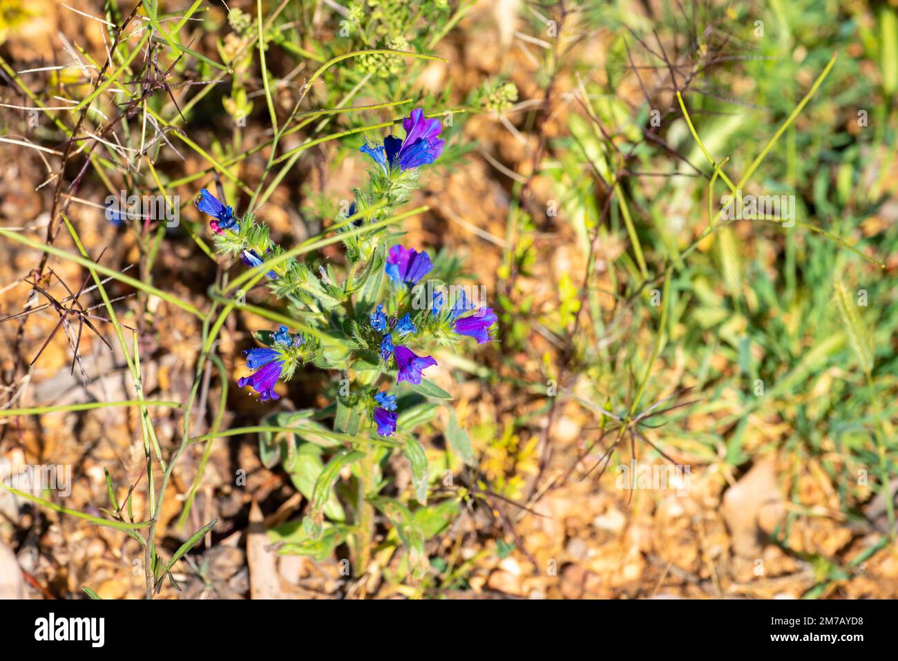 Echium plantagineum, commonly known as purple viper's-bugloss or Patterson's curse, growing in a paddock near Bourke, New South Wales, Australia Stock Photo