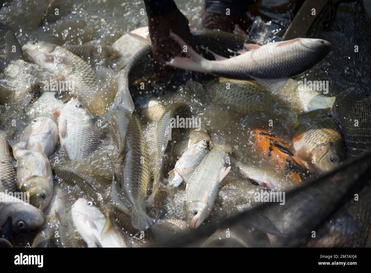 Different types of carp fish jumping inside a net while fishing in a fish farm at Khulna