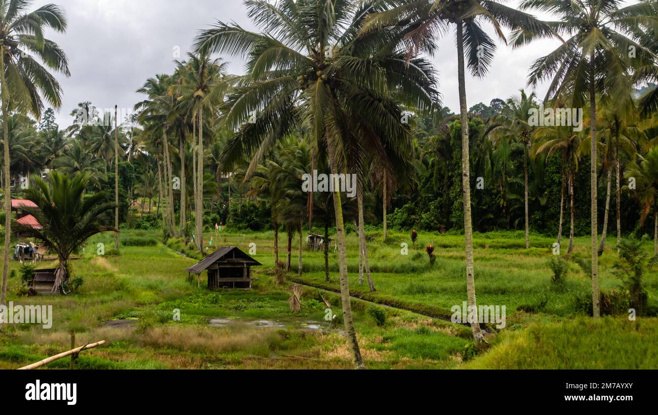 a small hut in the middle of a rice field Stock Photo - Alamy