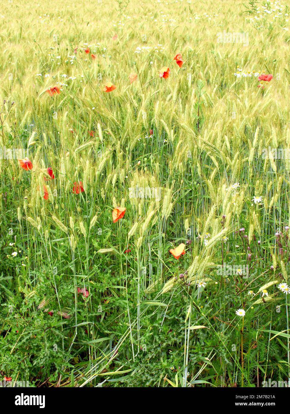 Background summer field plants hi-res stock photography and images - Alamy