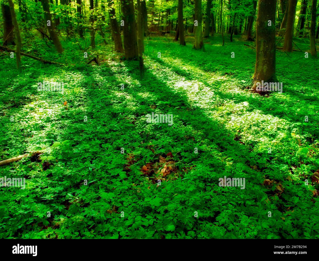 A very sharp and detailed photo of the famous saturated Danish forest in springtime Stock Photo
