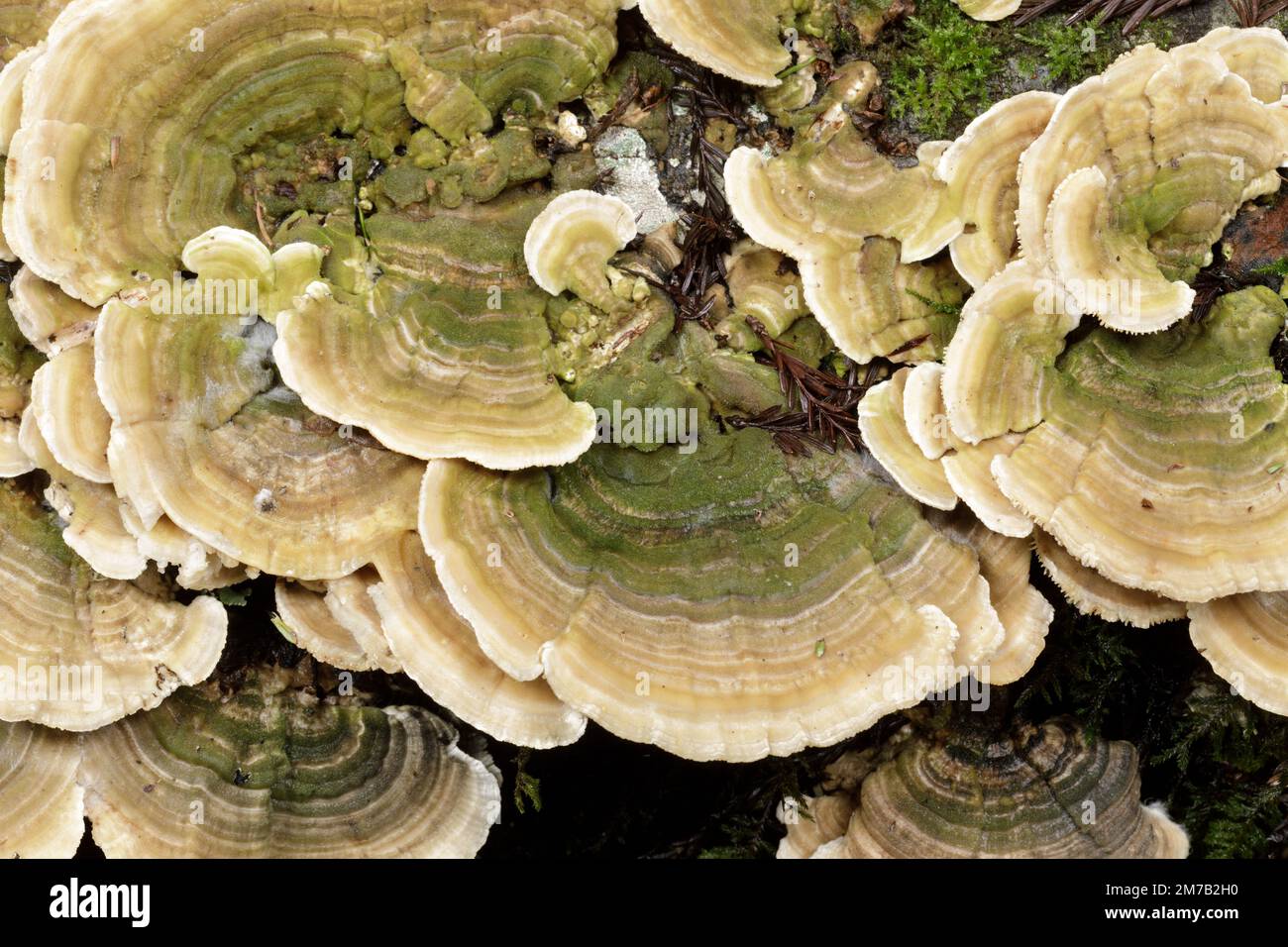 Trametes betulina mushroom cluster growing on dead conifer stump. El Corte de Madera Creek Preserve, California Stock Photo