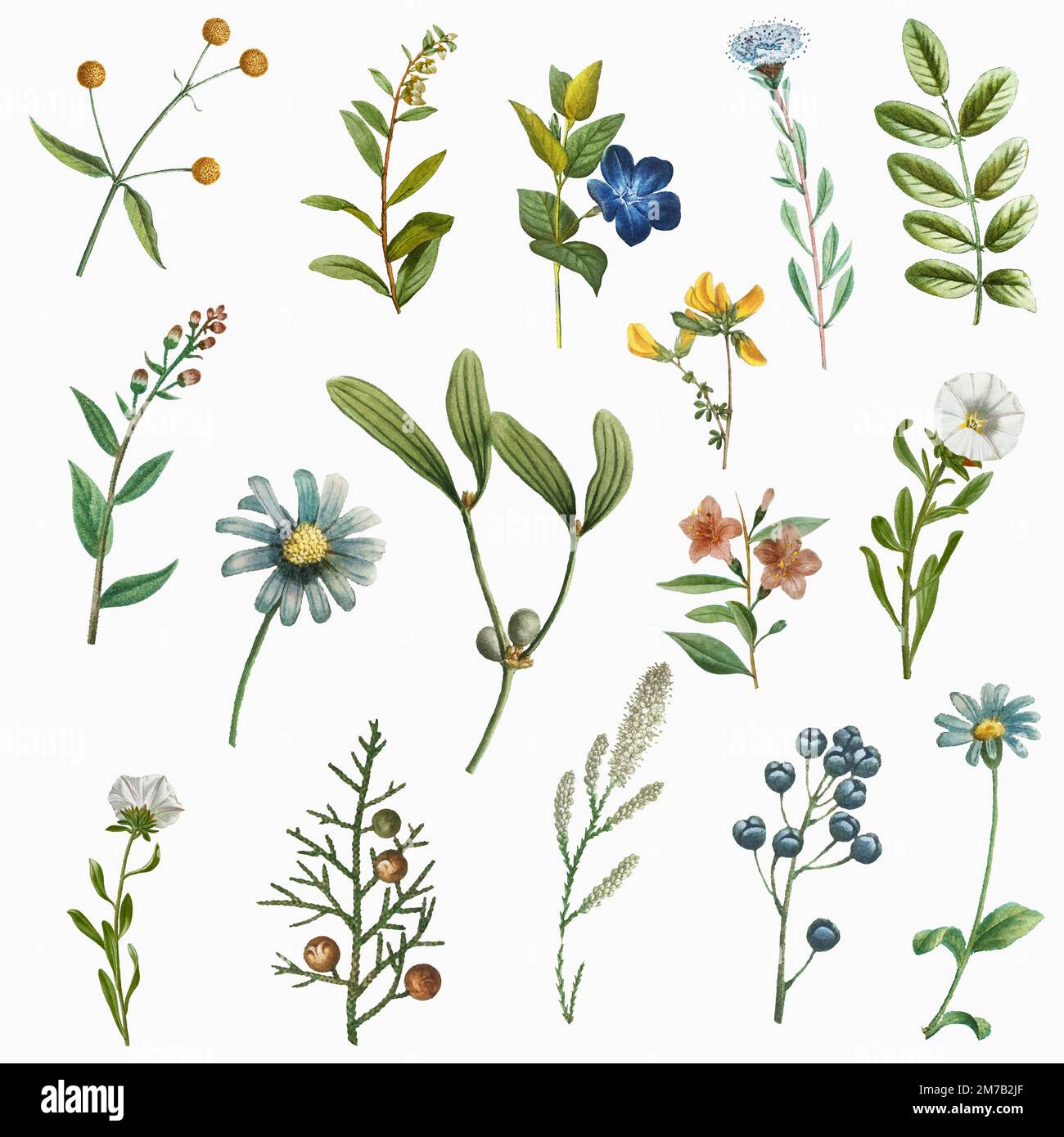 Hand drawn flower vector set vintage illustration Stock Vector Image ...