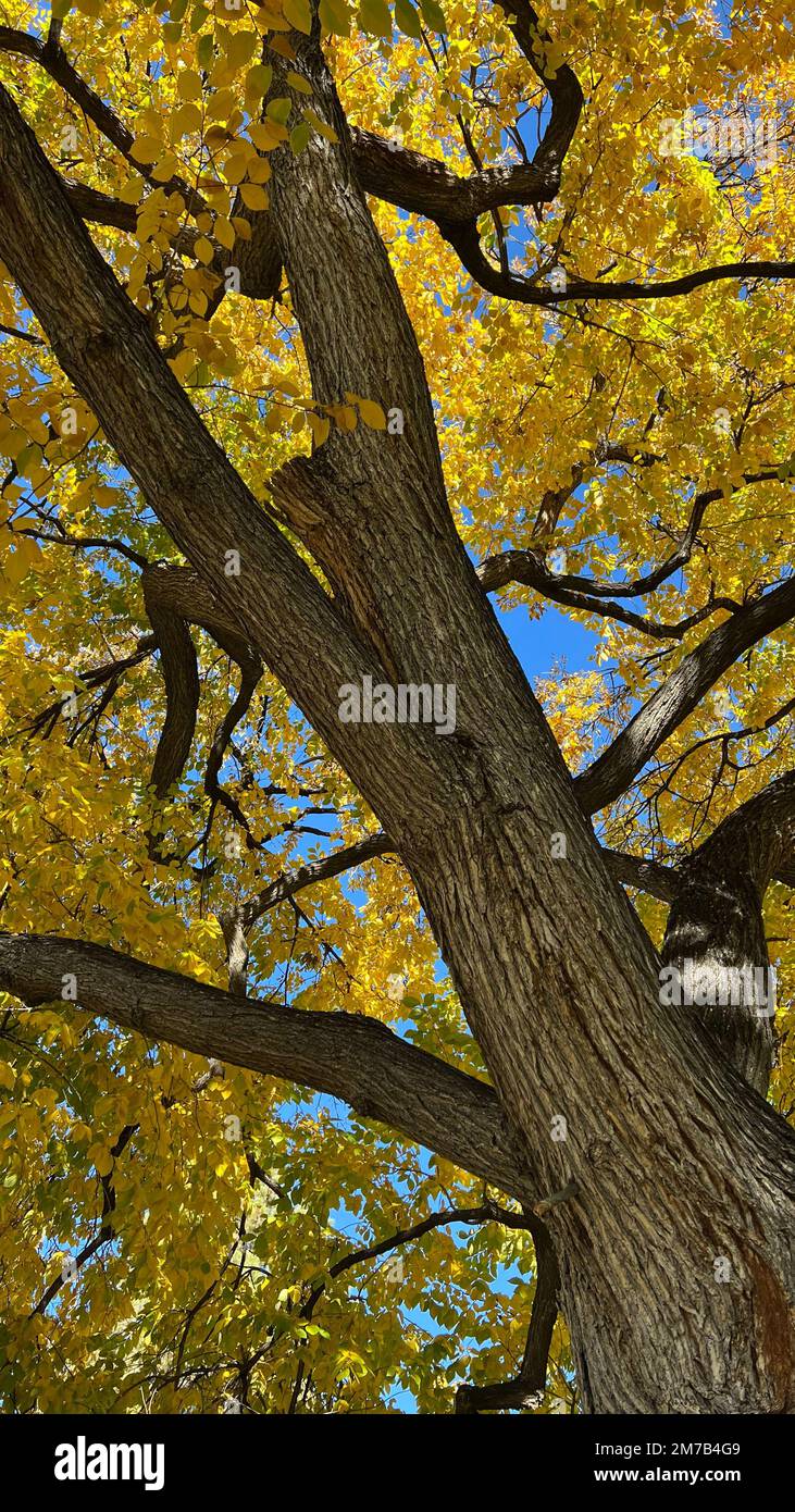 Tree yellow autumn leaves growing hi-res stock photography and images ...