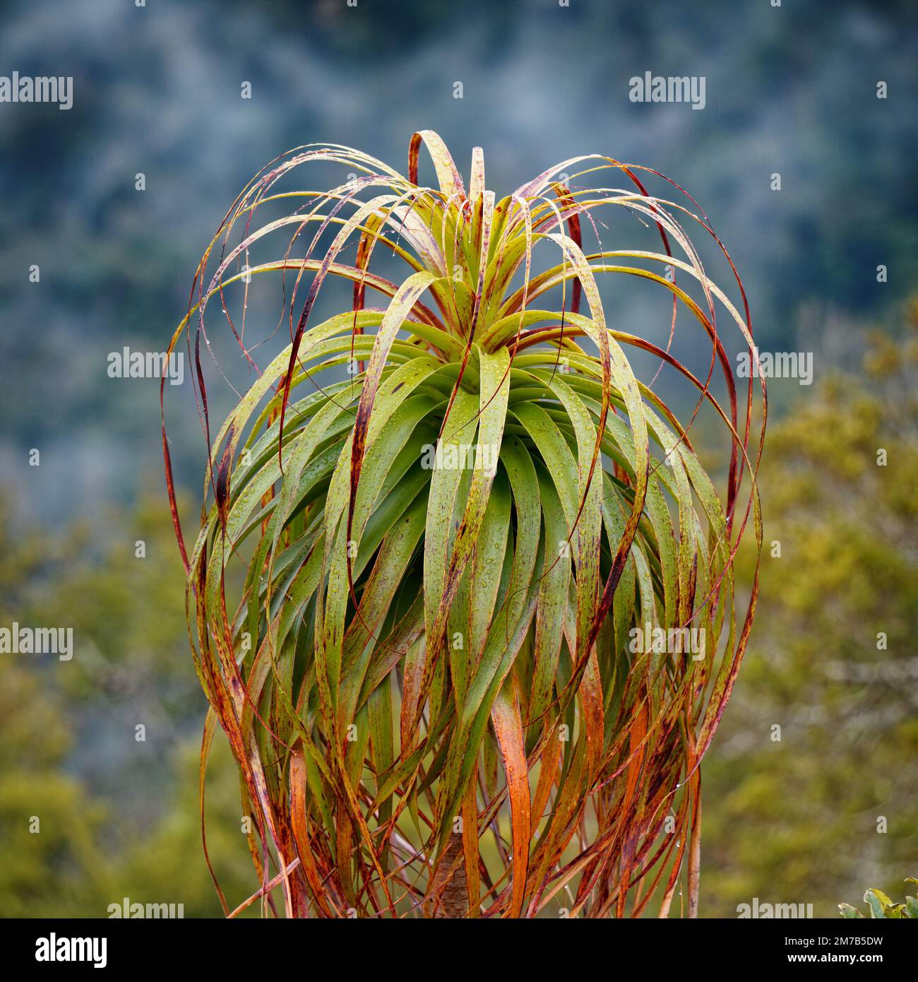 Dracophyllum tree with morning dew drops, Kahurangi National Park, Aotearoa / New Zealand. Stock Photo