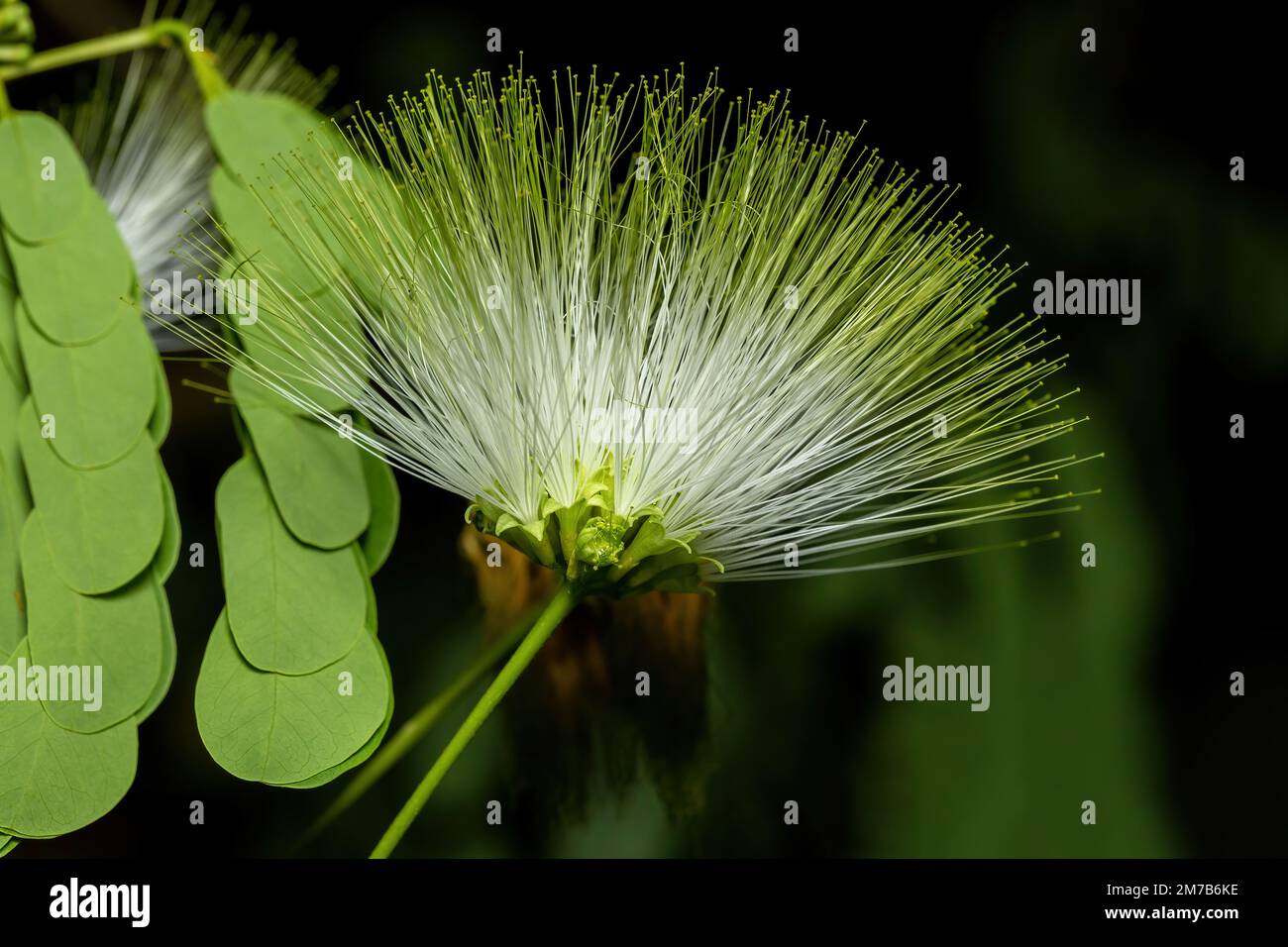 Albizia lebbeck is a species of Albizia. Kirindy forest Madagascar flora Stock Photo