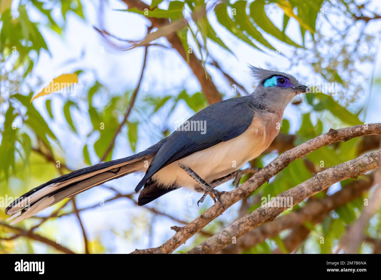 Crested coua (Coua cristata), medium sized endemic bird, member of the cuckoo family, Cuculidae. Kirindy Forest, Madagascar wildlife animal Stock Photo