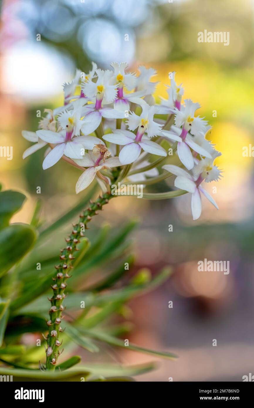 Epidendrum, Orchid, plants that belong to the family Orchidaceae. Flowering plants with blooms that are often colorful and fragrant. Andringitra Natio Stock Photo