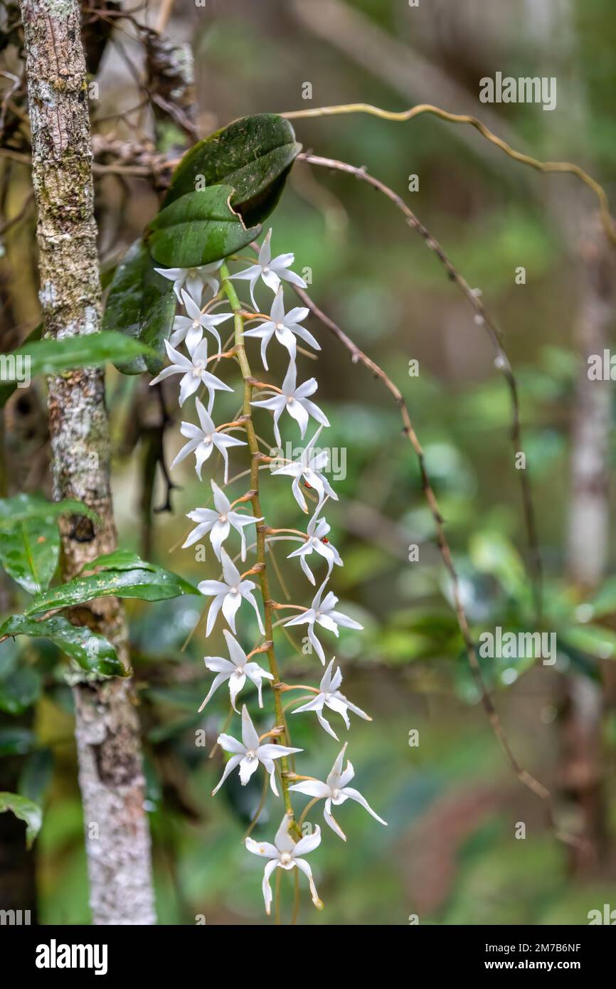 Aerangis Modesta or Aerangis articulata, White flower species of epiphytic orchid native to Madagascar. Andasibe-Mantadia National Park. Madagascar wi Stock Photo