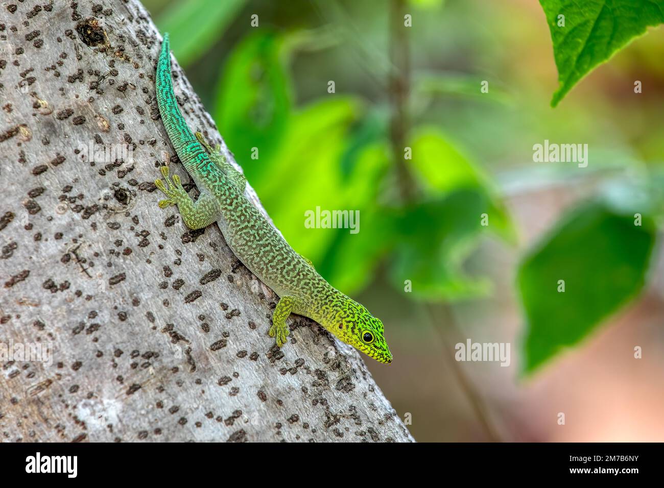 Standing's day gecko (Phelsuma standingi) is an arboreal and diurnal