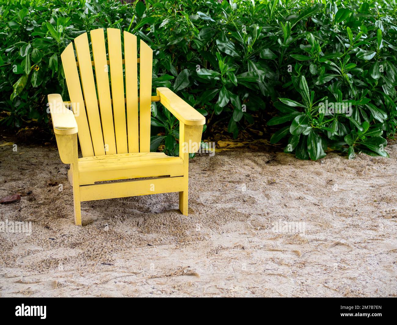 An empty yellow wooden sun chair on the sand beach on green leaves background with copy space. Wood adirondack chair light yellow color with nobody in Stock Photo