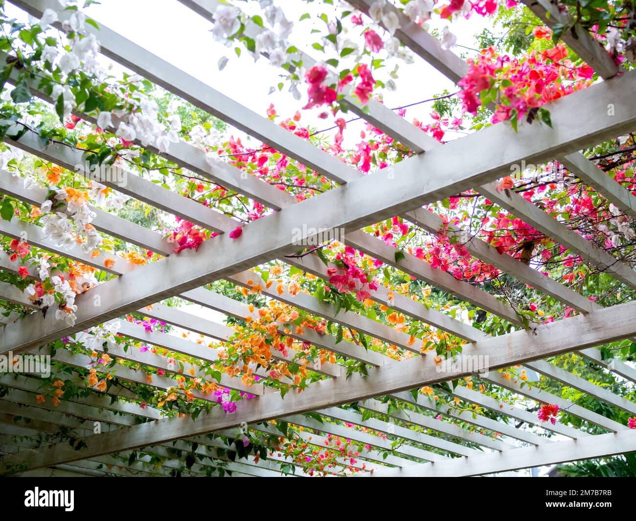 Flowers decoration on wooden pergola roof. Landscape home design background. Ivy plant on the white wooden slatted roof. Stock Photo