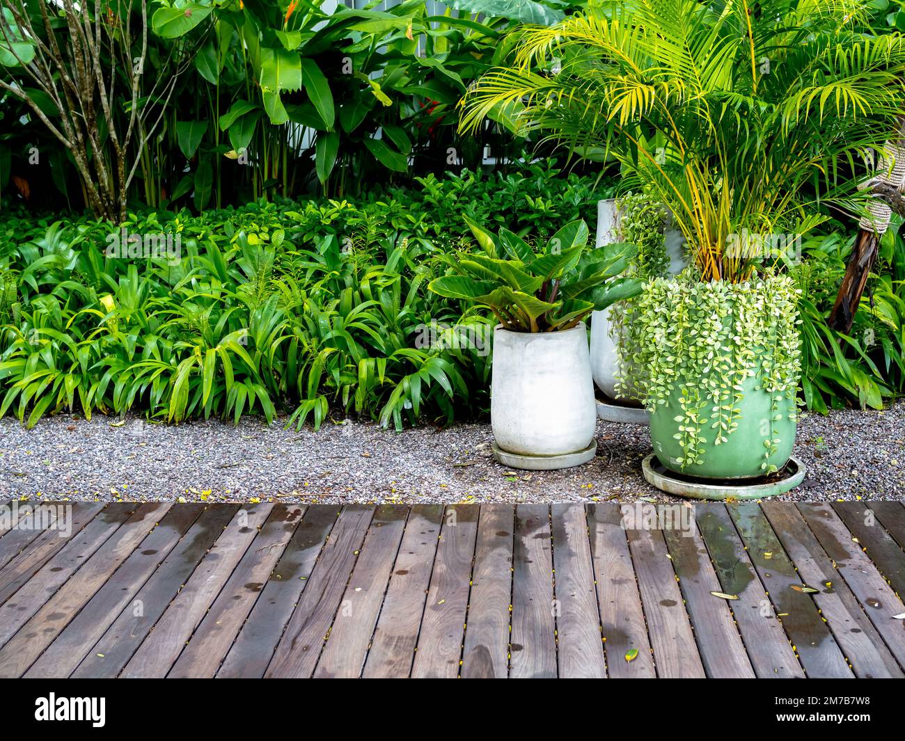 Big green ceramic pot with ivy plant and tropical palm tree near concrete pots with green leaves on gravel ground near greenery garden and wet wooden Stock Photo