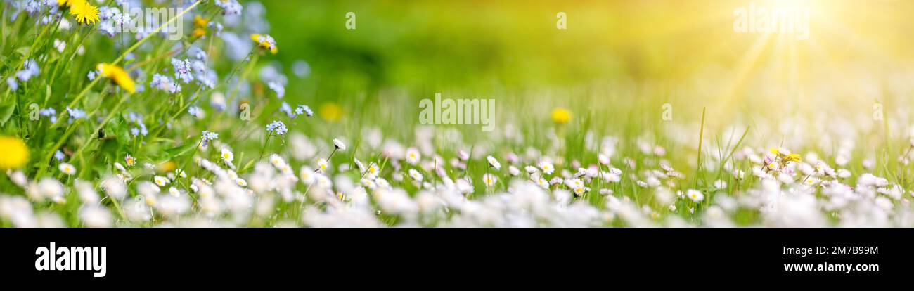Dandelion and daisy hi-res stock photography and images - Alamy