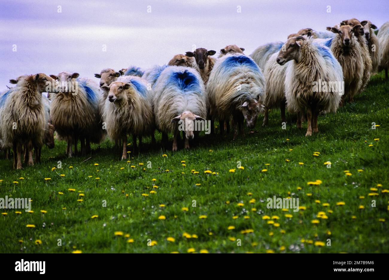 Rebaño de ovejas lachas. Collado de Idoia.Sendero de gran recorrido G.R.11. Navarra.España. Stock Photo