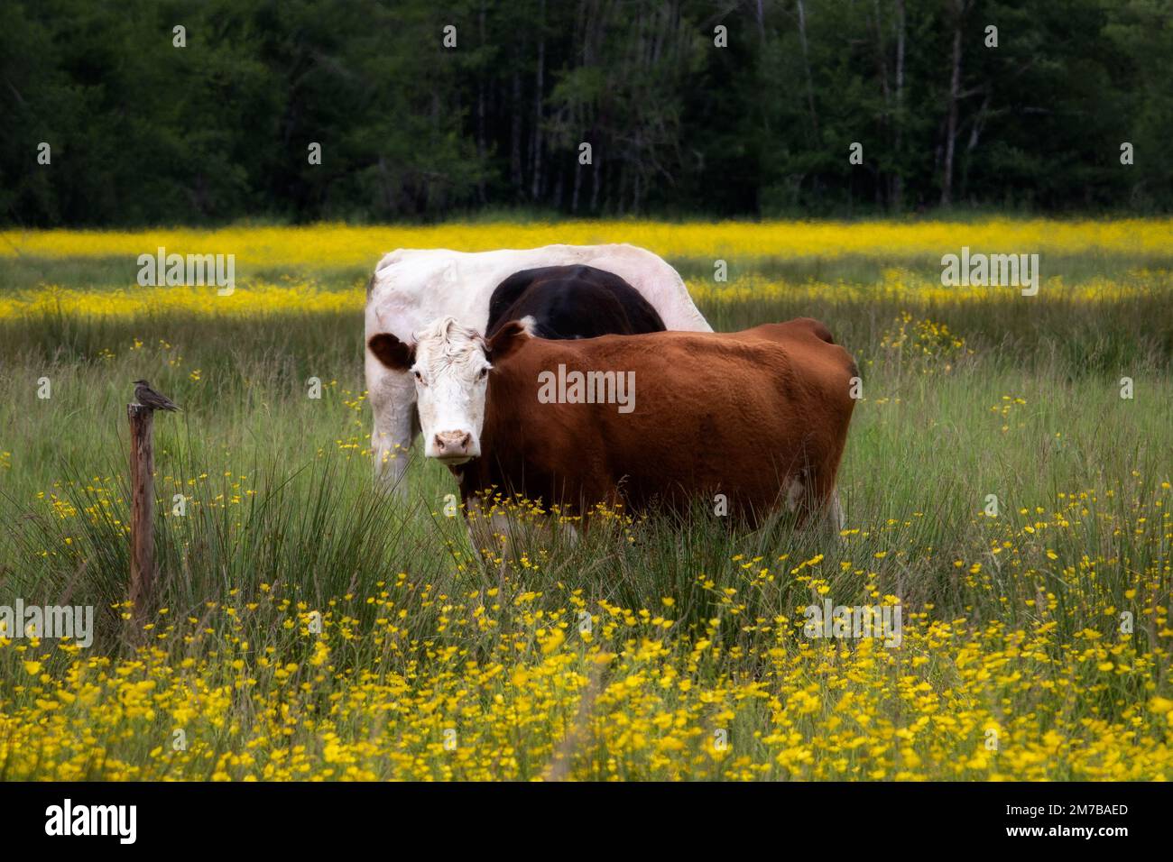An aerial view of cows grazing in field Stock Photo - Alamy