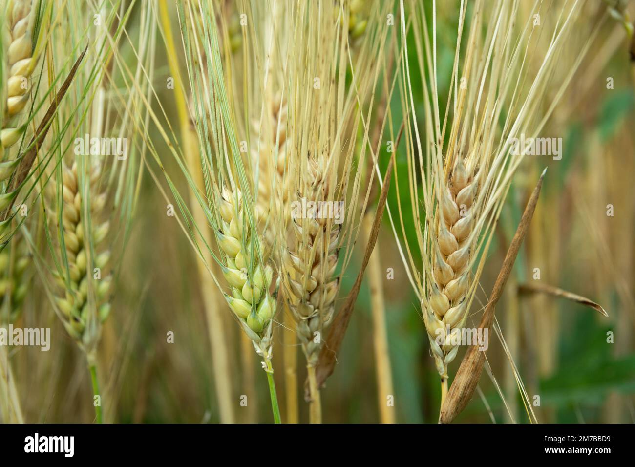 Grain spike close up hi-res stock photography and images - Alamy