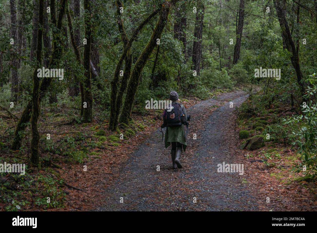 A hiker walking away into the distance on a small gravel road through the forest in the Mendocino county in the North California wilderness. Stock Photo
