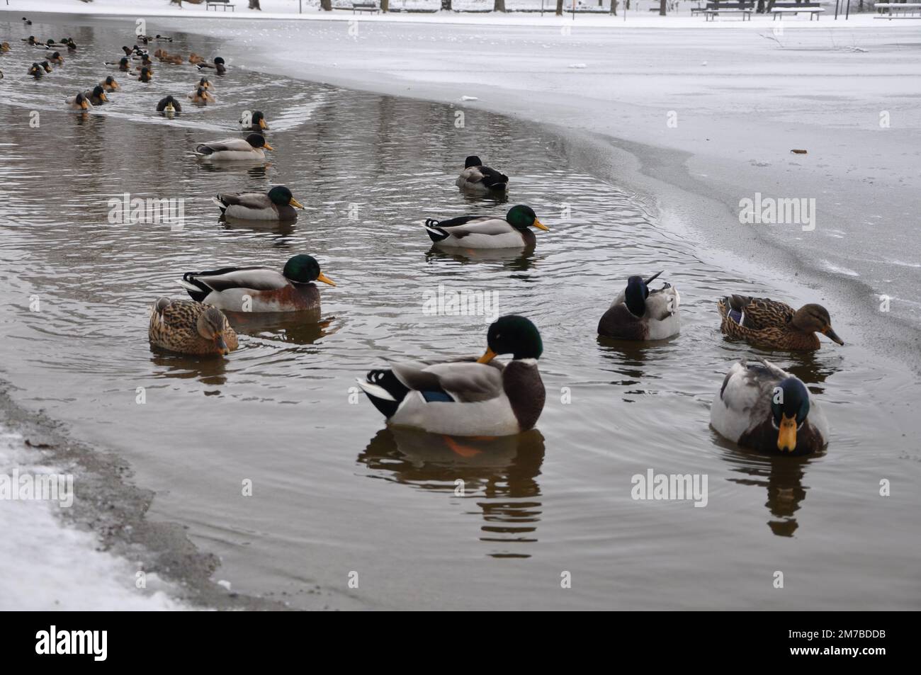 Mallard ducks floating in frozen lake. Group of mallard ducks on a