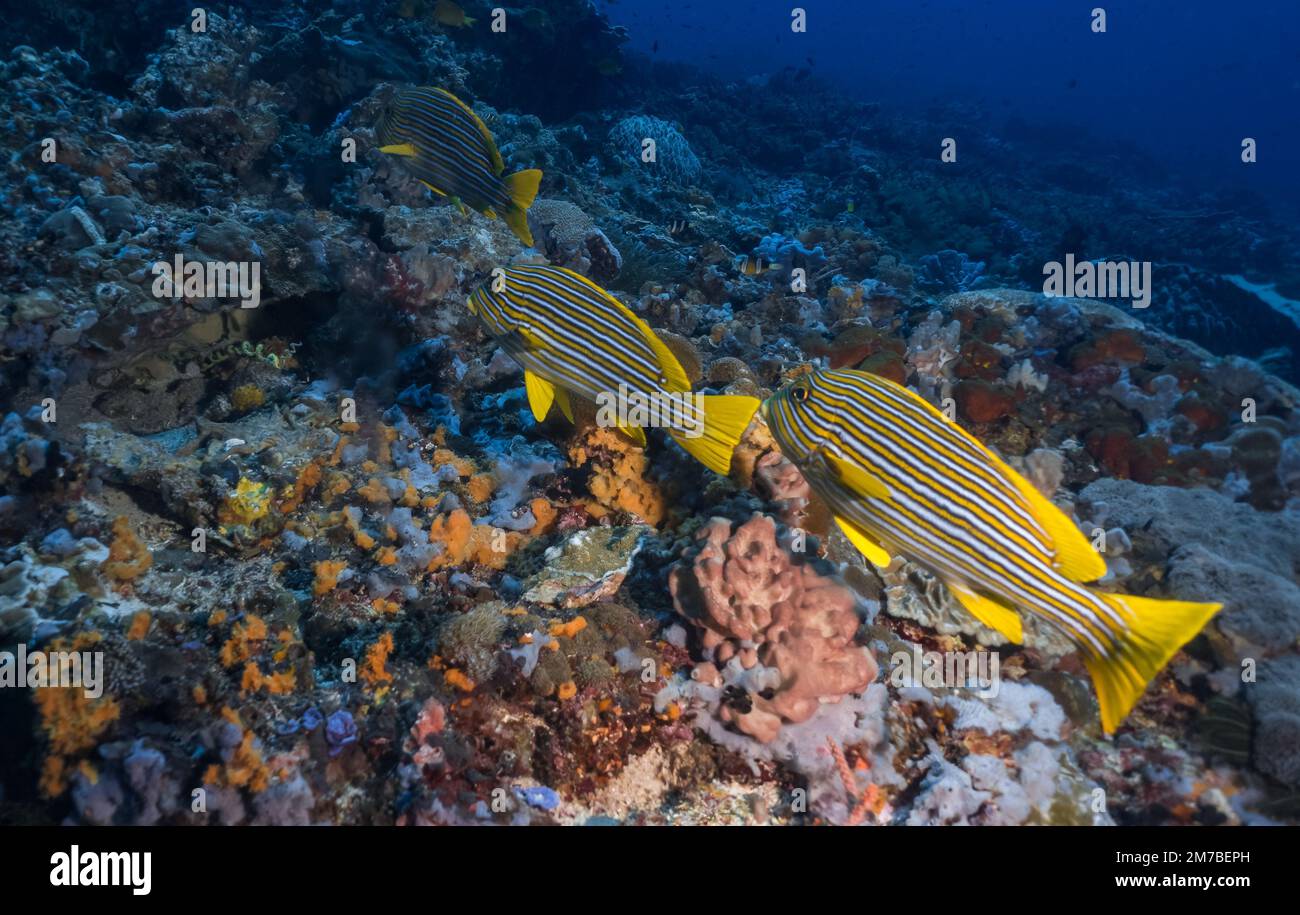 A group of yellow Plectorhinchus lineatus fishes swimming in deep blue ...