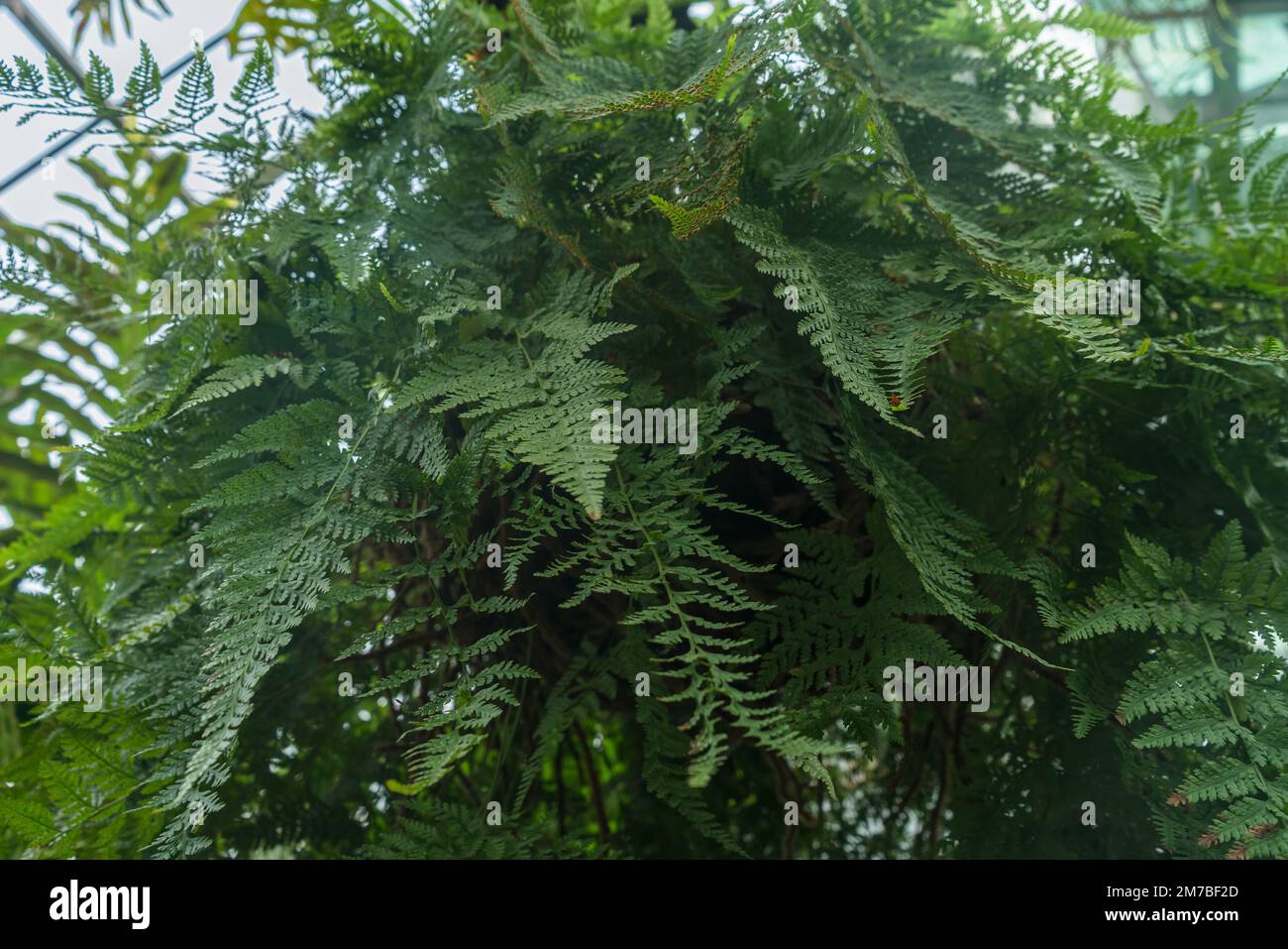 view from below on growing athyrium filix-femina or common ladyfern plant Stock Photo