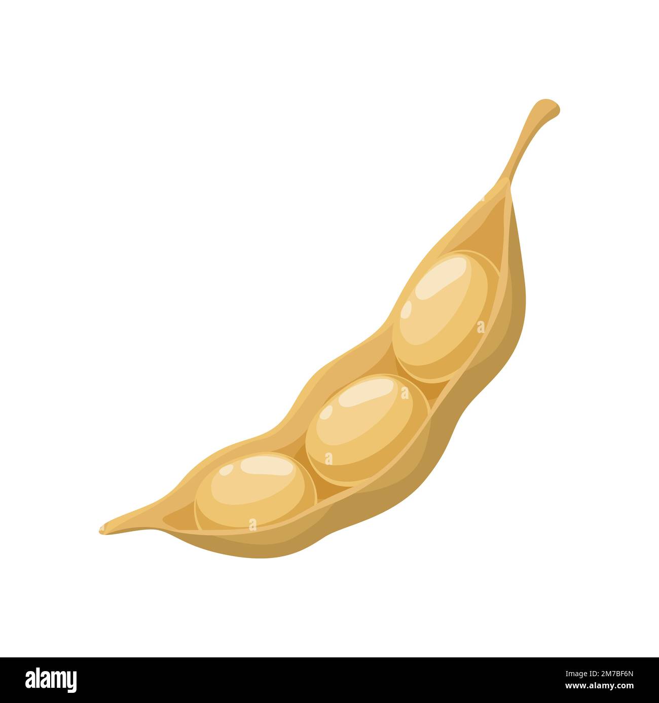 Isolated raw soy pod. Vegan diet protein or soybean dried pod with