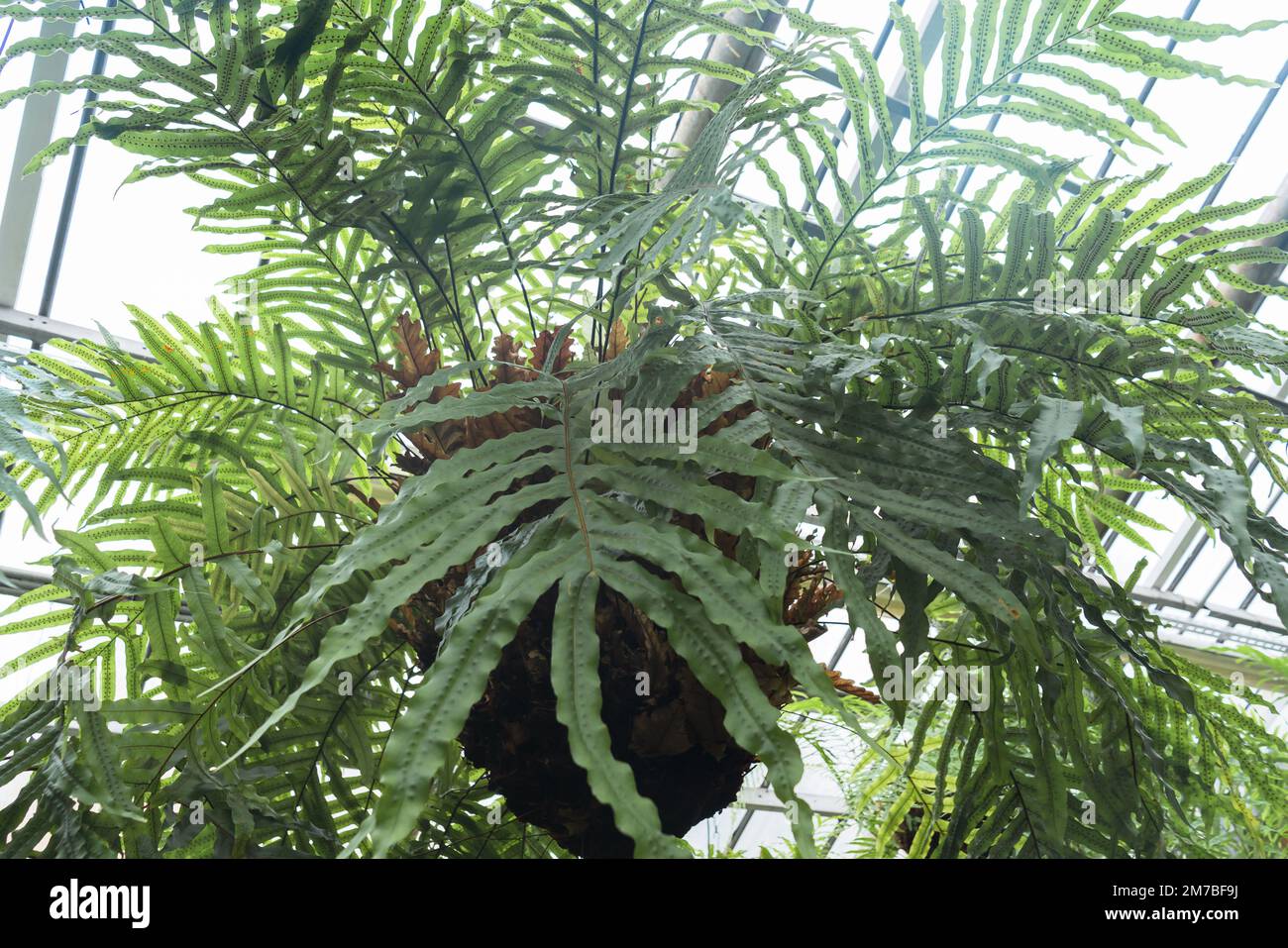 view from below on growing drynaria fern plant Stock Photo