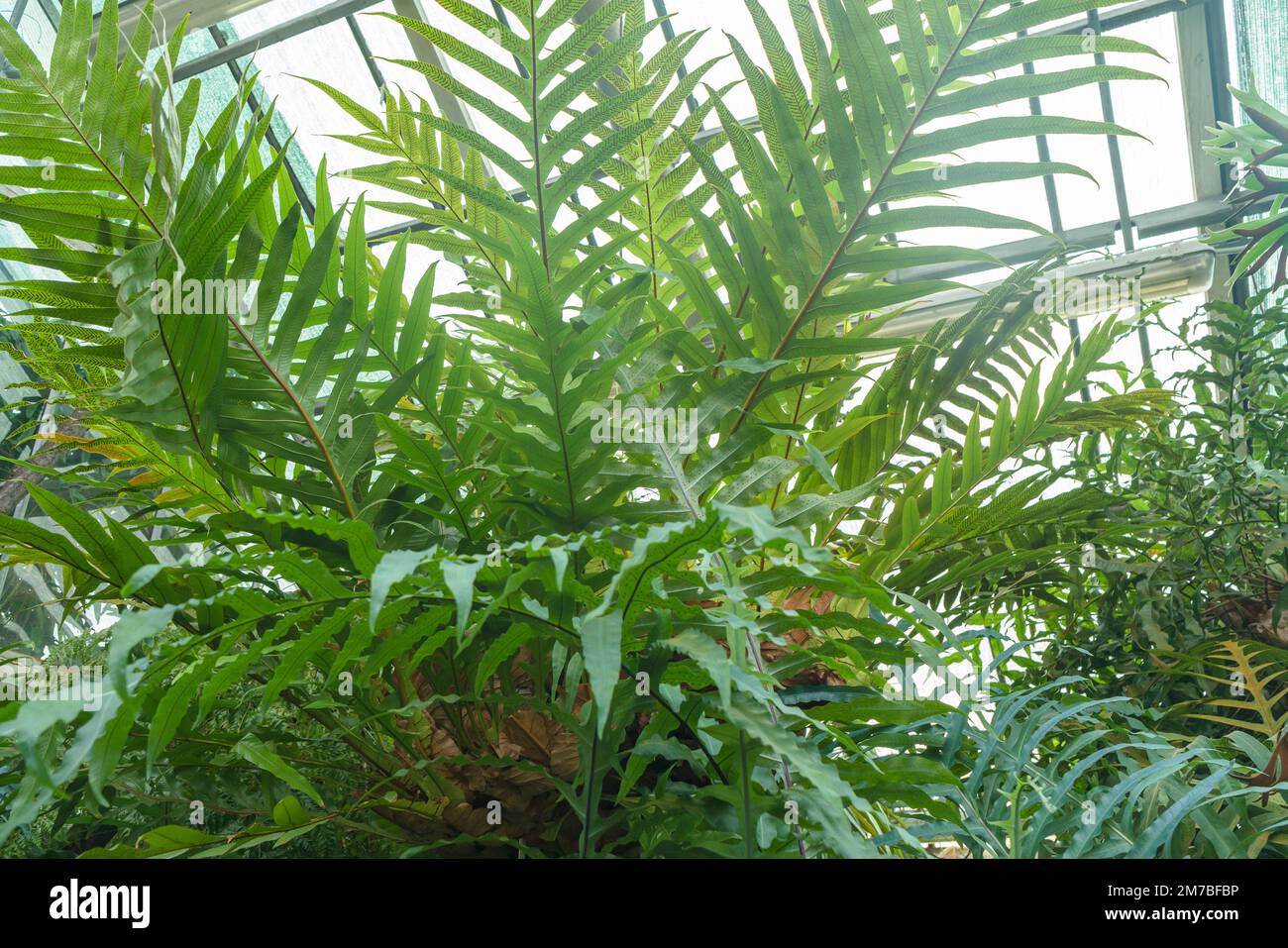 view from below on leaves of growing drynaria fern Stock Photo