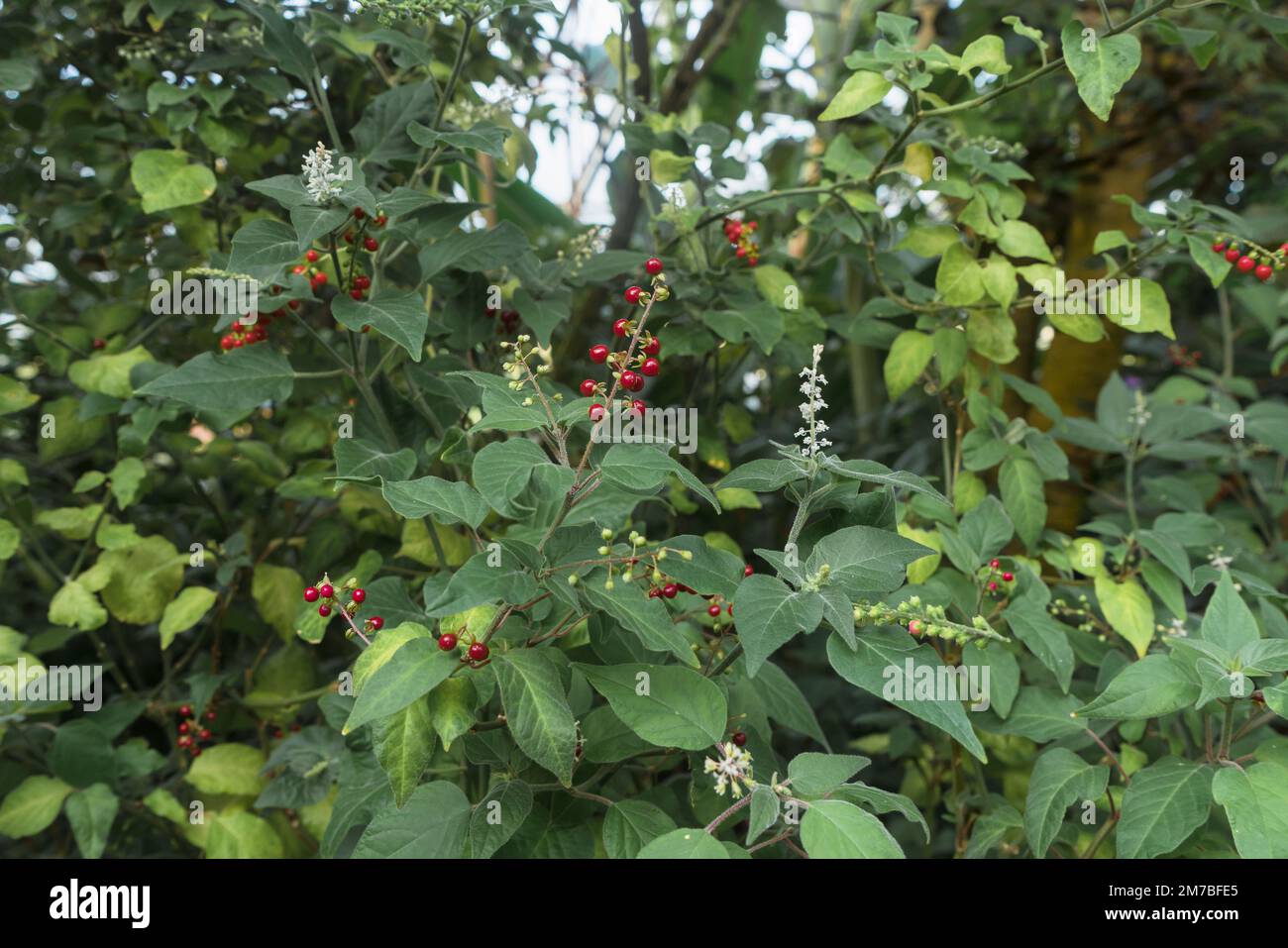 fruits and flowers of Rivina humilis plant at daytime Stock Photo