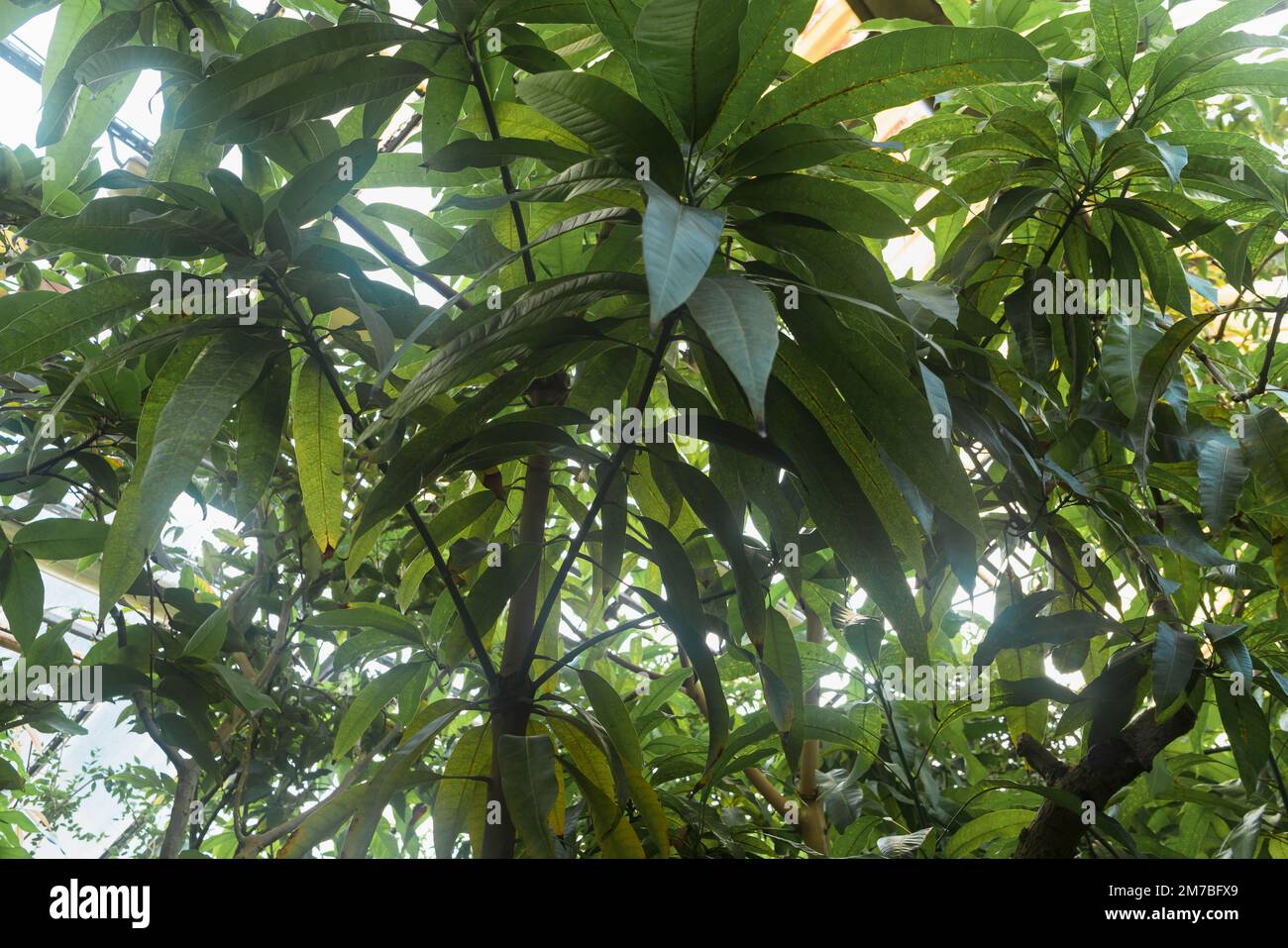 view from below on leaves of mangifera indica tree Stock Photo Alamy