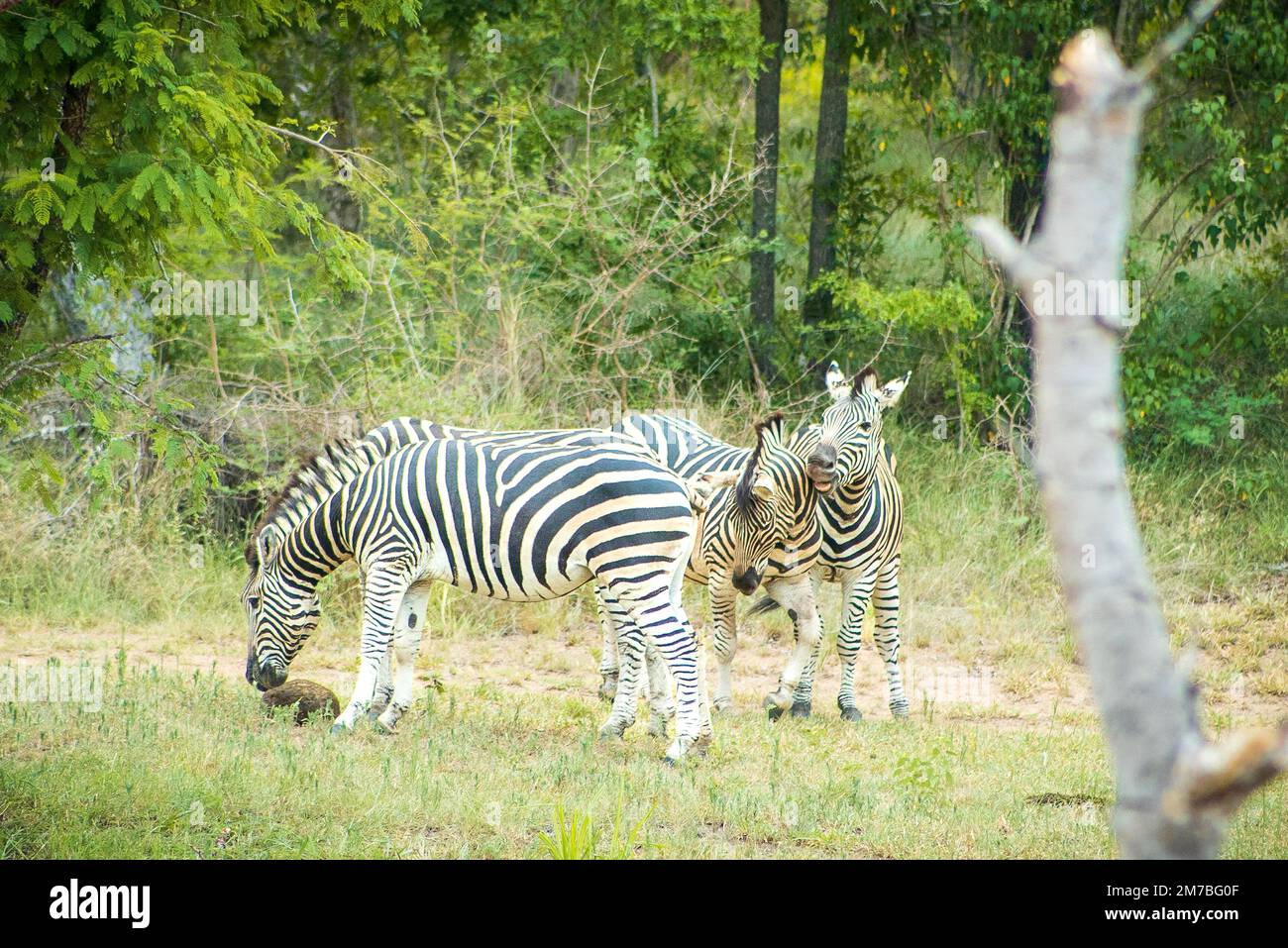 2 Zebras play while 1 grazes Stock Photo