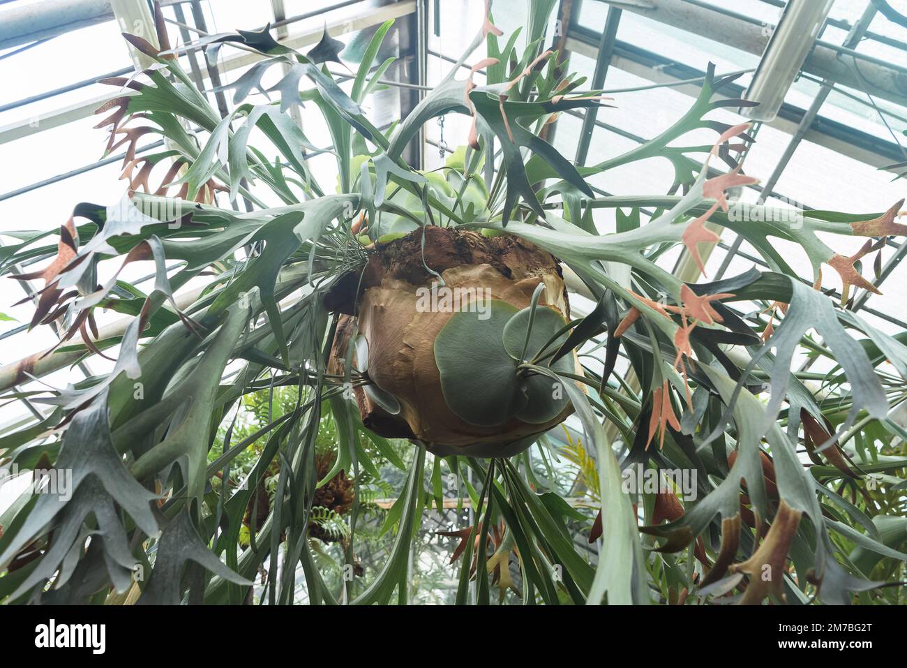 view from below on platycerium bifurcatum or staghorn fern Stock Photo