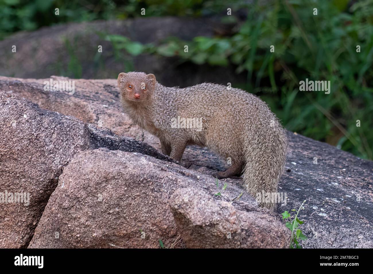 Indian grey mongoose or Urva edwardsii observed in Hampi, India Stock Photo