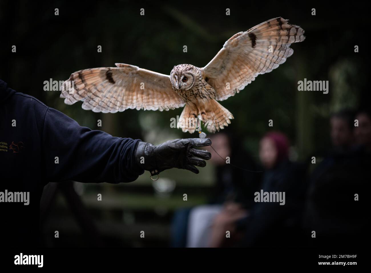 A Tawny owl with open wings approaching the hand of a handler ...