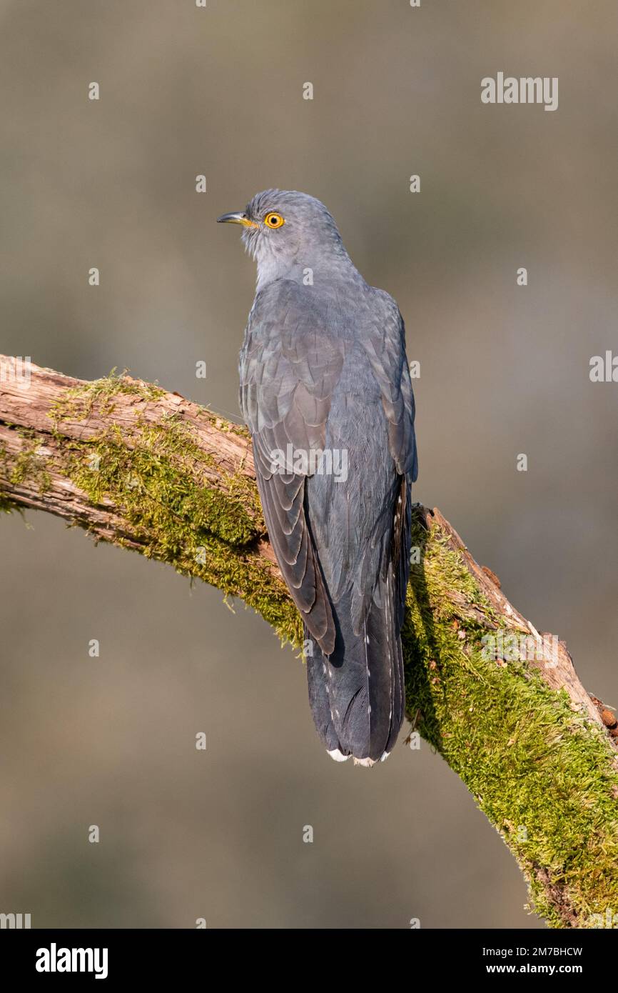 Colin the Cuckoo perched on a mossy branch on Thursley Common Stock Photo