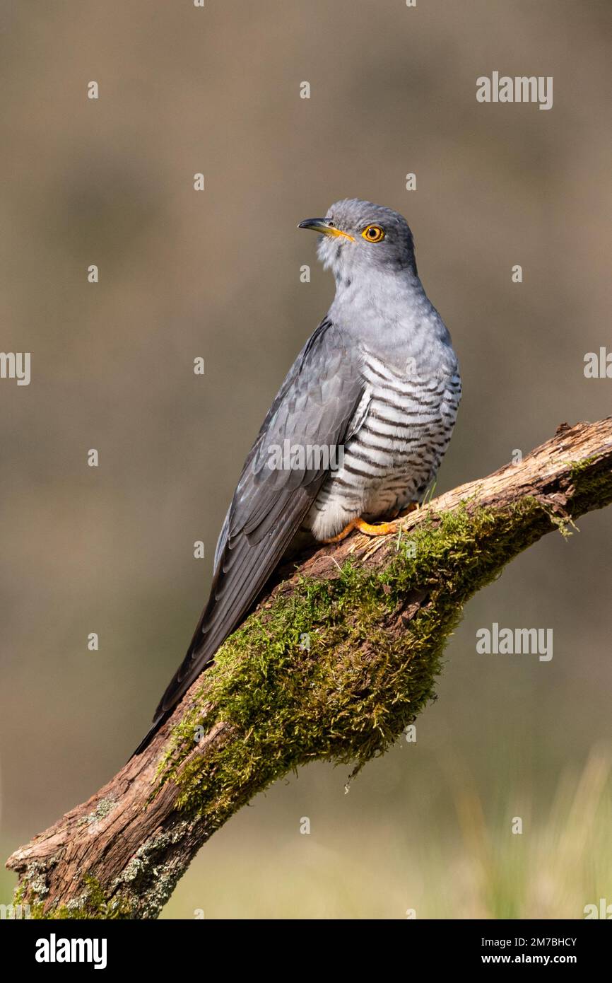 Colin the Cuckoo perched on a mossy branch on Thursley Common Stock Photo
